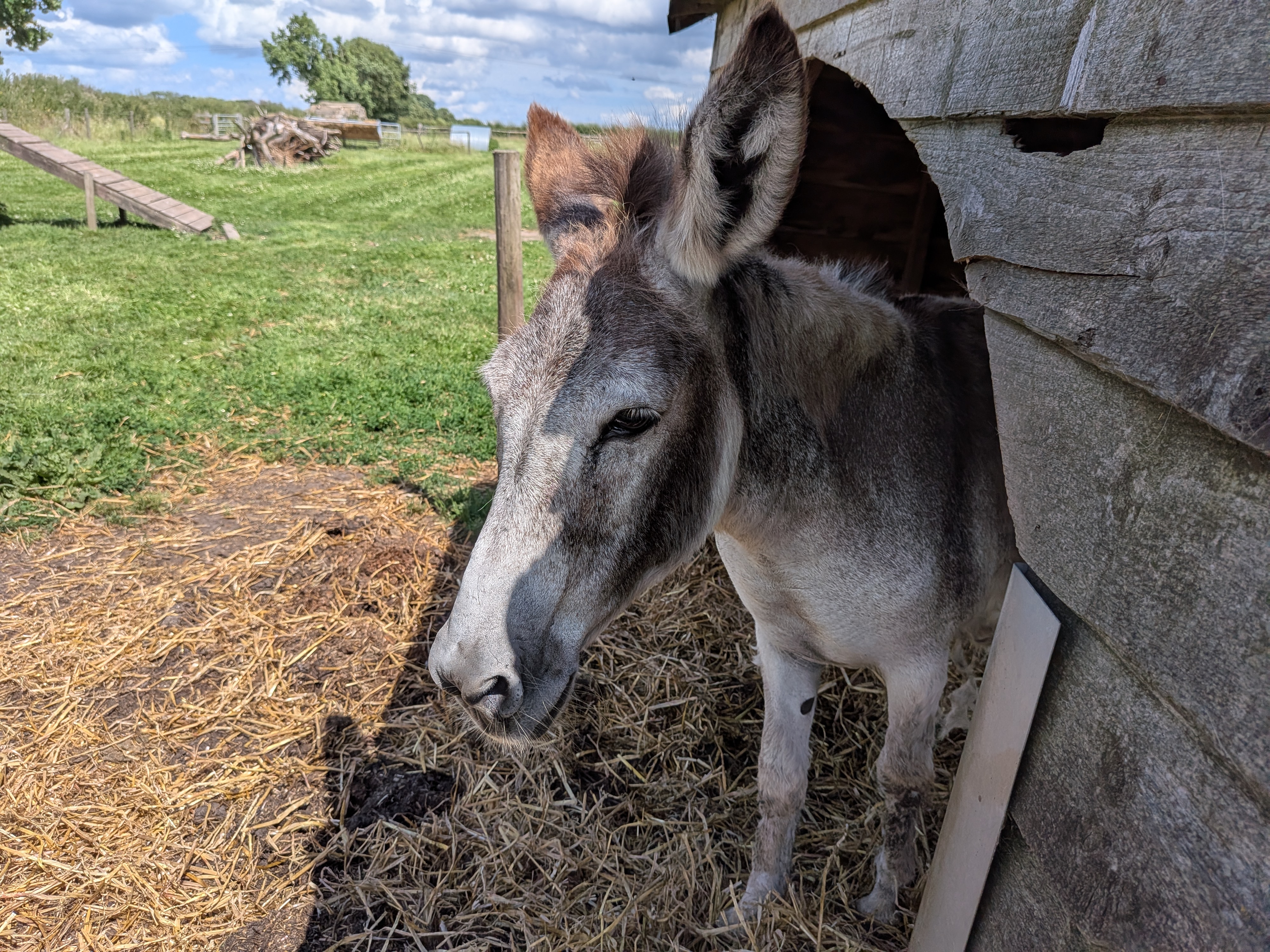 A donkey at Great Budworth