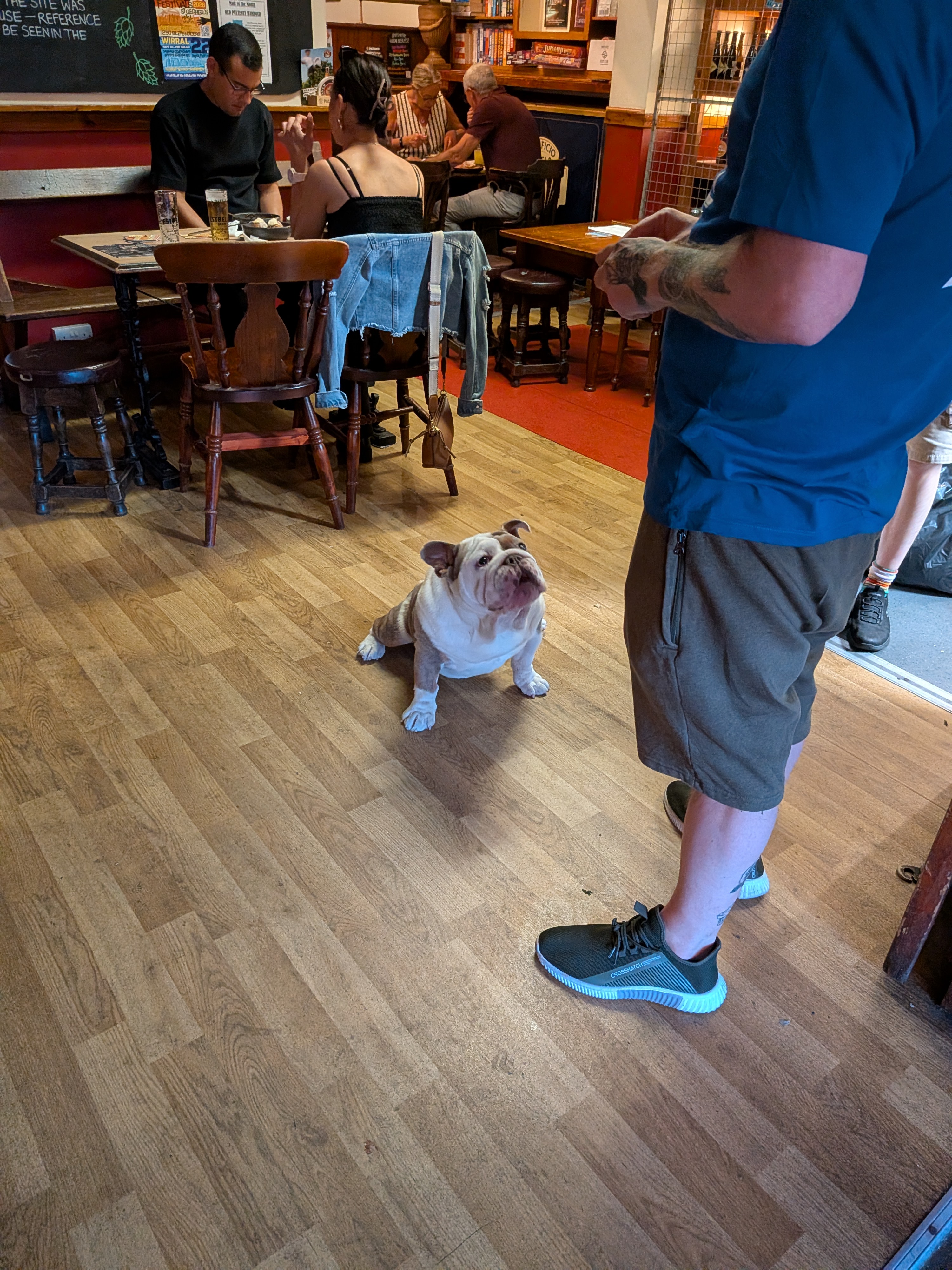 Vincent the bulldog sat on the pub floor